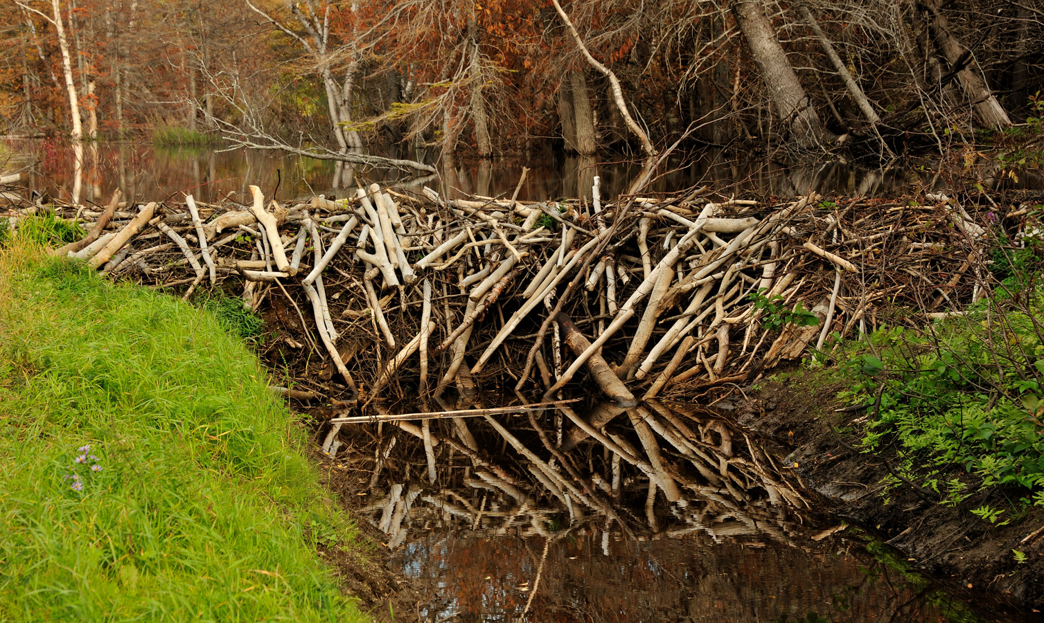 Beavers at work [100 mm, 1/125 sec at f / 10, ISO 400]